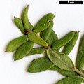 SpeciesSub: subsp. buxifolia SpeciesSub: subsp. buxifolia